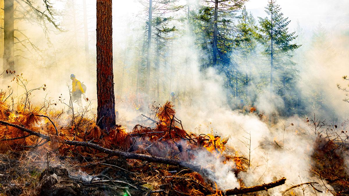365滚球官网实验森林发生火灾.